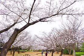 香澄公園／BBQ／バーベキューレンタル／配達／花見／千葉県