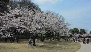 21世紀の森／千葉県／BBQ／バーベキューレンタル／配達／花見／桜