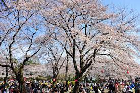 里見公園／千葉県／BBQ／バーベキューレンタル／配達／花見／桜