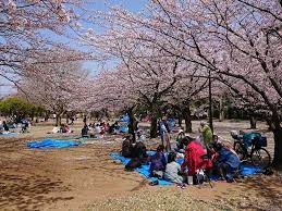 後谷津公園／千葉県／成田市／桜／花見／BBQ／バーベキューレンタル／配達／