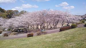 公津の杜公園／BBQ／バーベキューレンタル／配達／花見／桜／千葉県