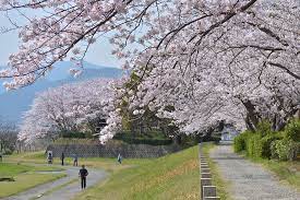 福岡市早良区／室見川河畔公園／BBQ／配達／バーベキューレンタル／千葉／桜／花見