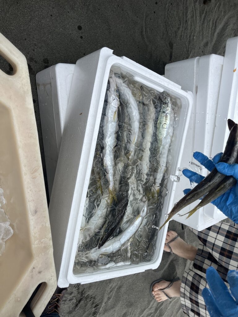 お魚たくさん獲れました