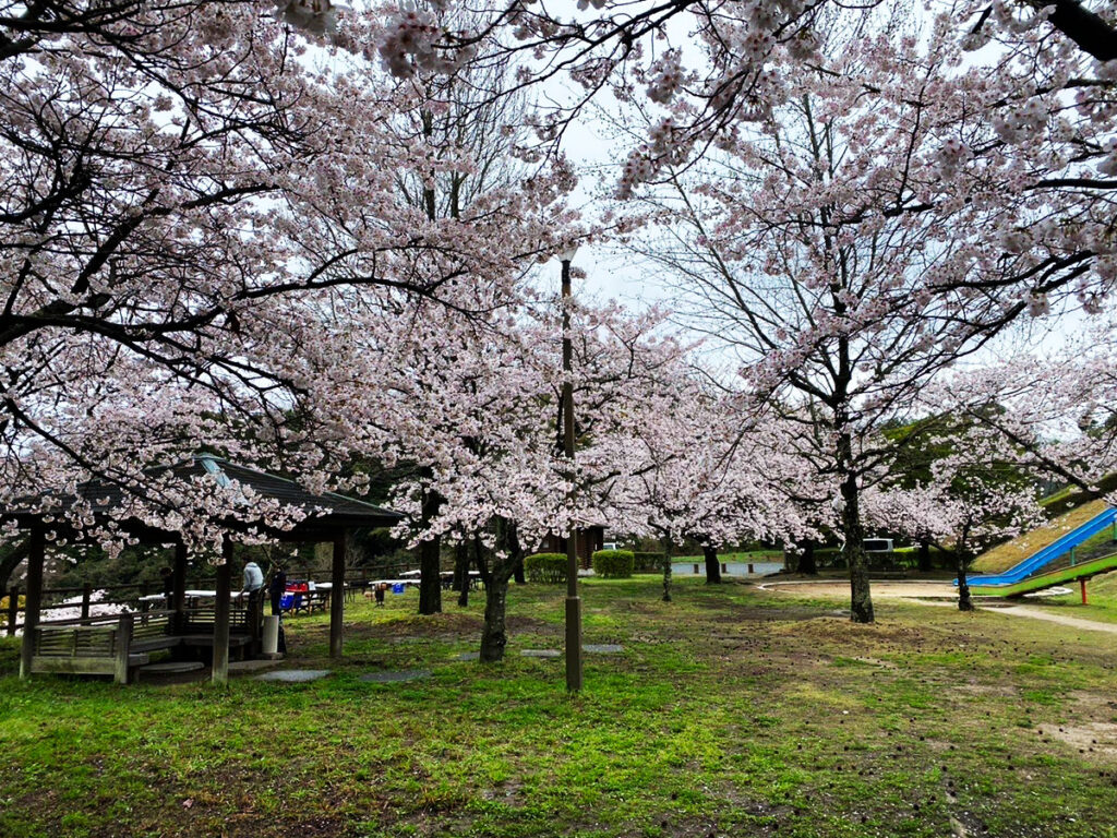 大野城いこいの森中央公園でお花見BBQ