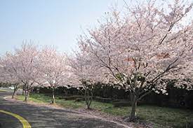 アグリパークゆめすぎと／杉戸町／埼玉県／桜／花見／BBQ／配達／バーベキューレンタル／