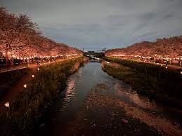黒目川河川敷／埼玉県／志木市／BBQ／配達／バーベキューレンタル／花見／桜