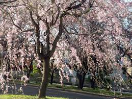 加須はなさき水上公園／加須市／埼玉県／花見／桜／BBQ／配達／バーベキューレンタル／
