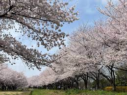 川越水上公園／埼玉県／川越市／BBQ／配達／バーベキューレンタル／花見／桜